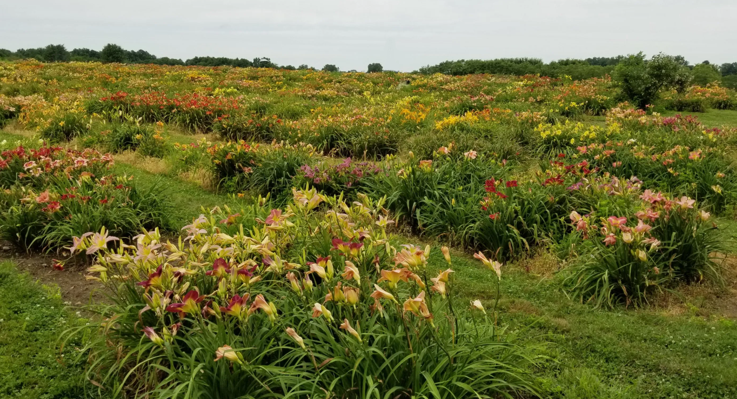 Loving the Journey of Becoming